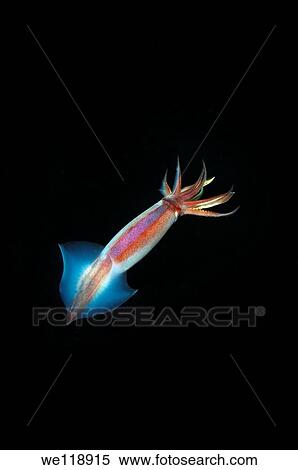 Japanese common squid or Japanese flying squid Todarodes pacificus Japan sea, Far East, Primorsky Krai, Russian Federation View Large Photo Image Stock Photography - Japanese common squid or Japanese flying squid Todarodes pacificus Japan sea, Far East, Primorsky Krai, Russian Federation. Fotosearch