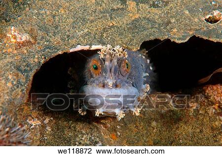 Japanese warbonnet or fringed blenny Chirolophis japonicus Japan sea, Far East, Primorsky Krai, Russian Federation View Large Photo Image Stock Image - Japanese warbonnet or fringed blenny Chirolophis japonicus Japan sea, Far East, Primorsky Krai, Russian Federation. Fotosearch