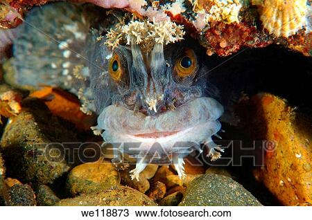 Japanese warbonnet or fringed blenny Chirolophis japonicus Japan sea, Far East, Primorsky Krai, Russian Federation View Large Photo Image Stock Image - Japanese warbonnet or fringed blenny Chirolophis japonicus Japan sea, Far East, Primorsky Krai, Russian Federation. Fotosearch