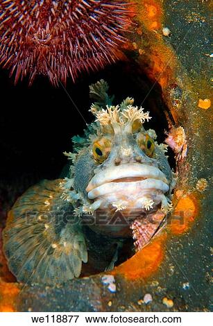 Stock Photo - Japanese warbonnet or fringed blenny Chirolophis japonicus Japan sea, Far East, Primorsky Krai, Russian Federation. Fotosearch