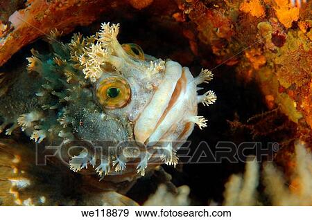 Japanese warbonnet or fringed blenny Chirolophis japonicus Japan sea, Far East, Primorsky Krai, Russian Federation View Large Photo Image Stock Photo - Japanese warbonnet or fringed blenny Chirolophis japonicus Japan sea, Far East, Primorsky Krai, Russian Federation. Fotosearch