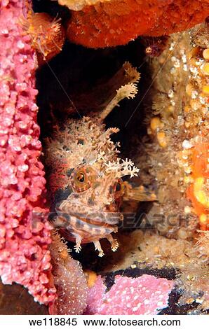 Stock Photography - Japanese warbonnet or fringed blenny Chirolophis japonicus Japan sea, Far East, Primorsky Krai, Russian Federation. Fotosearch