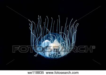 Jellyfish Poisonous gonionemus gonionemus vertens, Japan sea, Far East, Primorsky Krai, Russian Federation View Large Photo Image Stock Photography - Jellyfish Poisonous gonionemus gonionemus vertens, Japan sea, Far East, Primorsky Krai, Russian Federation. Fotosearch