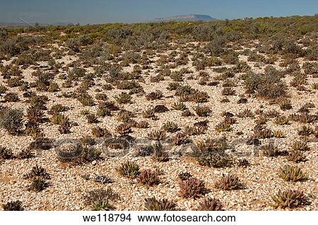 Picture - Karoo vegetation on white quartz gravel fields of the Knersvlakte plateau near Vanrhynsdorp, Western Cape province, South Africa. Fotosearch
