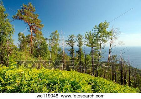 Landscape, settlement Listvyanka, Lake Baikal, Irkutsk region, Siberia, Russian Federation View Large Photo Image Stock Photography - Landscape, settlement Listvyanka, Lake Baikal, Irkutsk region, Siberia, Russian Federation. Fotosearch
