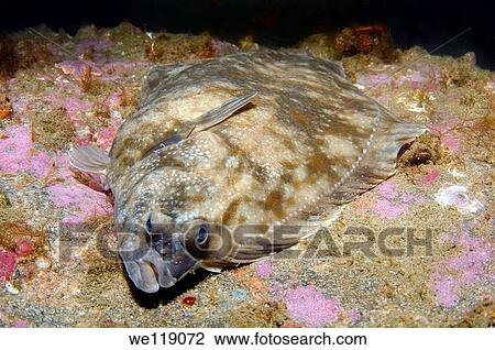 Lemon sole Microstomus kitt, Arctic, Russia, Barents sea View Large Photo Image Stock Image - Lemon sole Microstomus kitt, Arctic, Russia, Barents sea. Fotosearch