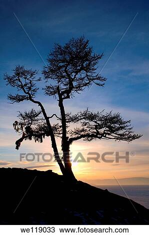 Lonely tree lake Baikal, Siberia, Russia, island Olkhon View Large Photo Image Stock Image - Lonely tree lake Baikal, Siberia, Russia, island Olkhon. Fotosearch