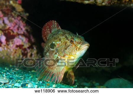 Masced greenling Hexagrammos octogrammus Japan sea, Far East, Primorsky Krai, Russian Federation View Large Photo Image Stock Photograph - Masced greenling Hexagrammos octogrammus Japan sea, Far East, Primorsky Krai, Russian Federation. Fotosearch