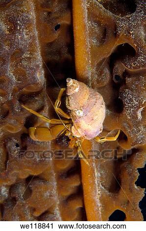 Middendorff`s hermit crab Pagurus Middendorffii Japan sea, Far East, Primorsky Krai, Russian Federation, View Large Photo Image Stock Image - Middendorff`s hermit crab Pagurus Middendorffii Japan sea, Far East, Primorsky Krai, Russian Federation,. Fotosearch