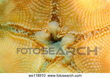 Mouth Starphish Asterina patiria pectinifera Japan sea, Far East, Primorsky Krai, Russian Federation View Large Photo Image Stock Image - Mouth Starphish Asterina patiria pectinifera Japan sea, Far East, Primorsky Krai, Russian Federation. Fotosearch