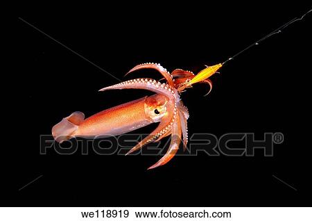 night fishing on a squid, Japanese common squid or Japanese flying squid Todarodes pacificus Japan sea, Far East, Primorsky Krai, Russia View Large Photo Image Stock Photo - night fishing on a squid, Japanese common squid or Japanese flying squid Todarodes pacificus Japan sea, Far East, Primorsky Krai, Russia. Fotosearch