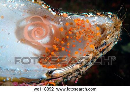 nudibranch triopha catalinae triopha pasifica Japan sea, Far East, Primorsky Krai, Russian Federation View Large Photo Image Stock Image - nudibranch triopha catalinae triopha pasifica Japan sea, Far East, Primorsky Krai, Russian Federation. Fotosearch