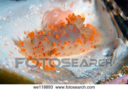 nudibranch triopha catalinae triopha pasifica Japan sea, Far East, Primorsky Krai, Russian Federation View Large Photo Image Stock Image - nudibranch triopha catalinae triopha pasifica Japan sea, Far East, Primorsky Krai, Russian Federation. Fotosearch