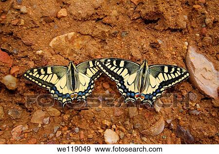 Old World Swallowtail, common yellow swallowtail Papilio machaon Lake Baikal, Siberia, Russian Federation View Large Photo Image Stock Photo - Old World Swallowtail, common yellow swallowtail Papilio machaon Lake Baikal, Siberia, Russian Federation. Fotosearch