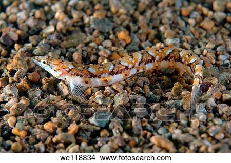 Picture - Pavlenkos snake bleonny Lumpenopsis pavlenkoi, Soldatov Japan sea, Far East, Primorsky Krai, Russian Federation. Fotosearch