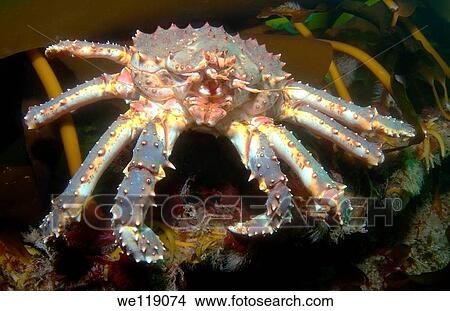 Red King Crab Paralithodes camtschaticus, Arctic, Russia, Barents sea View Large Photo Image Picture - Red King Crab Paralithodes camtschaticus, Arctic, Russia, Barents sea. Fotosearch