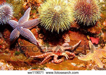 Stock Image - Red King Crab Paralithodes camtschaticus, Arctic, Russia, Barents sea. Fotosearch