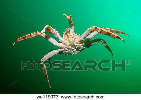 Stock Image - Red King Crab Paralithodes camtschaticus, Arctic, Russia, Barents sea. Fotosearch