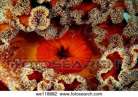 Red senile anemone, plumose anemone or frilled anemone metridium senile Japan sea, Far East, Primorsky Krai, Russian Federation View Large Photo Image Stock Image - Red senile anemone, plumose anemone or frilled anemone metridium senile Japan sea, Far East, Primorsky Krai, Russian Federation. Fotosearch