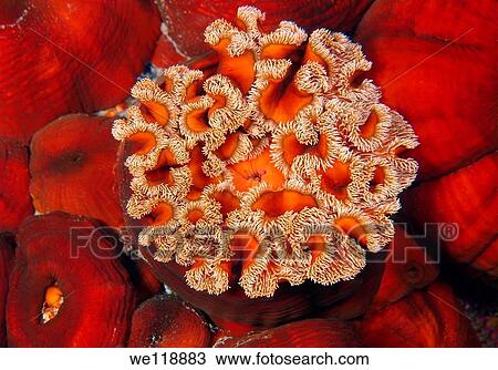 Red senile anemone, plumose anemone or frilled anemone metridium senile Japan sea, Far East, Primorsky Krai, Russian Federation View Large Photo Image Stock Image - Red senile anemone, plumose anemone or frilled anemone metridium senile Japan sea, Far East, Primorsky Krai, Russian Federation. Fotosearch