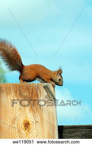 Red squirrel, Eurasian red squirrel Sciurus vulgaris Lake Baikal, Siberia, Russian Federation View Large Photo Image Stock Image - Red squirrel, Eurasian red squirrel Sciurus vulgaris Lake Baikal, Siberia, Russian Federation. Fotosearch