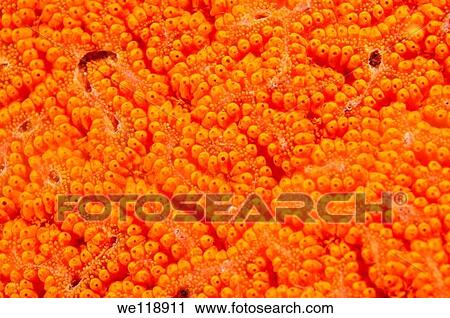 reproduction Colonies of Ascidian Bortulloides violaceus Japan sea, Far East, Primorsky Krai, Russian Federation View Large Photo Image Stock Image - reproduction Colonies of Ascidian Bortulloides violaceus Japan sea, Far East, Primorsky Krai, Russian Federation. Fotosearch