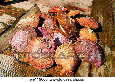 Scallops Pectinidae Barents Sea, Russia, Arctic View Large Photo Image Stock Photograph - Scallops Pectinidae Barents Sea, Russia, Arctic. Fotosearch