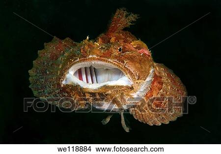 Sea Raven Hemitripterus villosus Japan sea, Far East, Primorsky Krai, Russian Federation View Large Photo Image Picture - Sea Raven Hemitripterus villosus Japan sea, Far East, Primorsky Krai, Russian Federation. Fotosearch