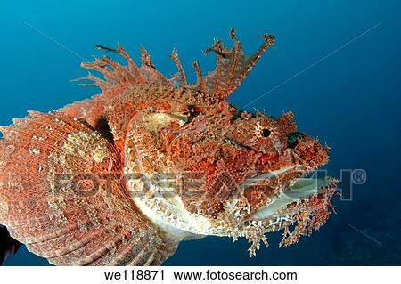 Sea Raven Hemitripterus villosus Japan sea, Far East, Primorsky Krai, Russian Federation View Large Photo Image Stock Image - Sea Raven Hemitripterus villosus Japan sea, Far East, Primorsky Krai, Russian Federation. Fotosearch