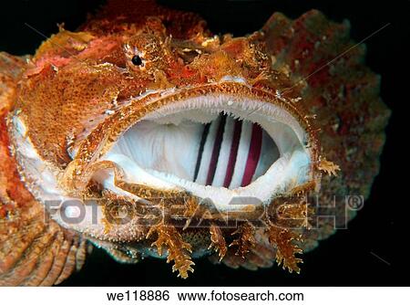 Stock Photograph - Sea Raven Hemitripterus villosus Japan sea, Far East, Primorsky Krai, Russian Federation. Fotosearch