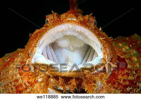 Sea Raven Hemitripterus villosus Japan sea, Far East, Primorsky Krai, Russian Federation View Large Photo Image Stock Photography - Sea Raven Hemitripterus villosus Japan sea, Far East, Primorsky Krai, Russian Federation. Fotosearch