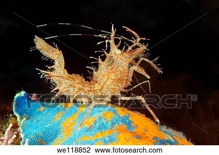 Sharps shrimp Rhynocrangonsharpi, Ortmann Japan sea, Far East, Primorsky Krai, Russian Federation View Large Photo Image Stock Image - Sharps shrimp Rhynocrangonsharpi, Ortmann Japan sea, Far East, Primorsky Krai, Russian Federation. Fotosearch