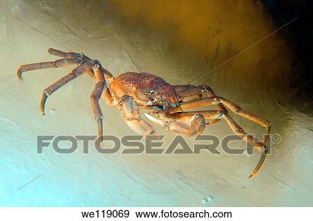 Spider crab Hyas araneus, White Sea, Kareliya, Russia, Arctic View Large Photo Image Stock Photo - Spider crab Hyas araneus, White Sea, Kareliya, Russia, Arctic. Fotosearch