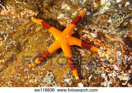 starfish henricia Hayashi henricia aspera robusta Japan sea, Far East, Primorsky Krai, Russian Federation View Large Photo Image Stock Photograph - starfish henricia Hayashi henricia aspera robusta Japan sea, Far East, Primorsky Krai, Russian Federation. Fotosearch