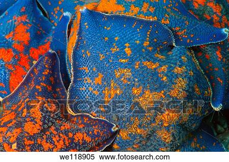 Starphish Asterina patiria pectinifera Japan sea, Far East, Primorsky Krai, Russian Federation View Large Photo Image Stock Photography - Starphish Asterina patiria pectinifera Japan sea, Far East, Primorsky Krai, Russian Federation. Fotosearch