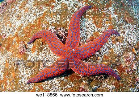 starphish evasterias retifera Japan sea, Far East, Primorsky Krai, Russian Federation View Large Photo Image Stock Photograph - starphish evasterias retifera Japan sea, Far East, Primorsky Krai, Russian Federation. Fotosearch