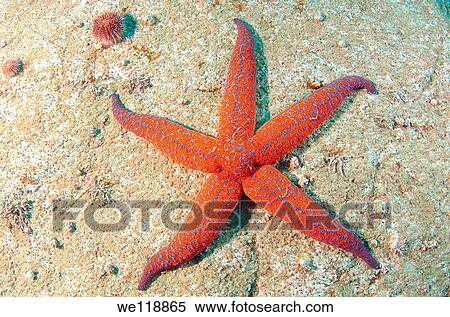 starphish evasterias retifera Japan sea, Far East, Primorsky Krai, Russian Federation View Large Photo Image Stock Photography - starphish evasterias retifera Japan sea, Far East, Primorsky Krai, Russian Federation. Fotosearch