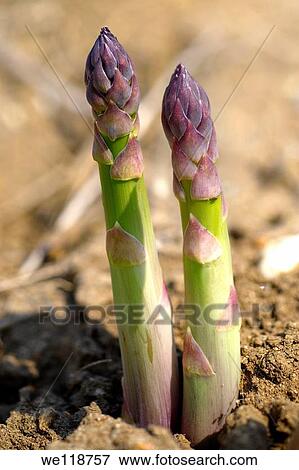 Stock photos of a bunch of fresh English asparagus spears growing Funky stock photos images View Large Photo Image Stock Photo - Stock photos of a bunch of fresh English asparagus spears growing Funky stock photos images. Fotosearch