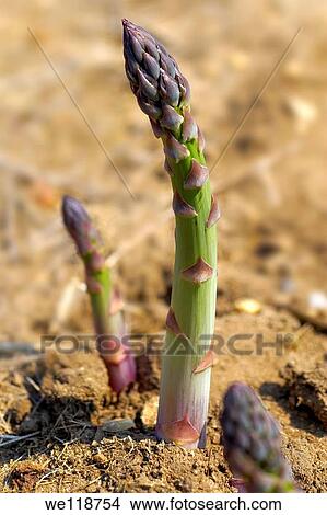 Stock photos of fresh English asparagus growing in the fields Funky stock photos images View Large Photo Image Picture - Stock photos of fresh English asparagus growing in the fields Funky stock photos images. Fotosearch