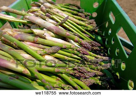 Stock photos of fresh English asparagus in the fields Funky stock photos images View Large Photo Image Stock Photography - Stock photos of fresh English asparagus in the fields Funky stock photos images. Fotosearch