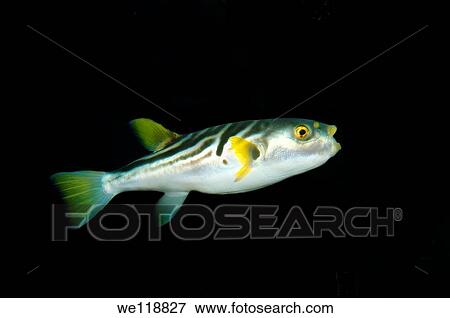 Striped puffer takifugu xanthopterus Japan sea, Far East, Primorsky Krai, Russian Federation View Large Photo Image Stock Photo - Striped puffer takifugu xanthopterus Japan sea, Far East, Primorsky Krai, Russian Federation. Fotosearch
