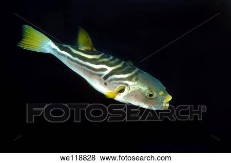 Striped puffer takifugu xanthopterus Japan sea, Far East, Primorsky Krai, Russian Federation View Large Photo Image Stock Photo - Striped puffer takifugu xanthopterus Japan sea, Far East, Primorsky Krai, Russian Federation. Fotosearch
