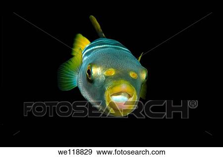 Striped puffer takifugu xanthopterus Japan sea, Far East, Primorsky Krai, Russian Federation View Large Photo Image Stock Photo - Striped puffer takifugu xanthopterus Japan sea, Far East, Primorsky Krai, Russian Federation. Fotosearch