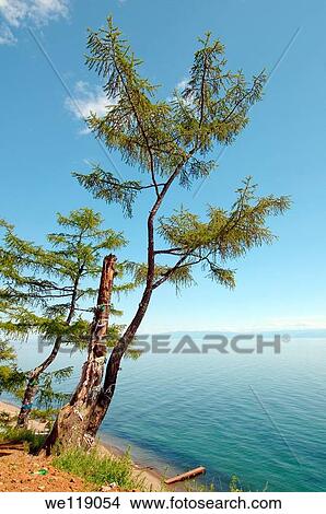 Tree of desires, settlement Listvyanka, Lake Baikal, Irkutsk region, Siberia, Russian Federation View Large Photo Image Picture - Tree of desires, settlement Listvyanka, Lake Baikal, Irkutsk region, Siberia, Russian Federation. Fotosearch