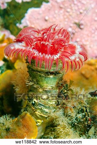tubular worm serpula columbiana Japan sea, Far East, Primorsky Krai, Russian Federation View Large Photo Image Stock Image - tubular worm serpula columbiana Japan sea, Far East, Primorsky Krai, Russian Federation. Fotosearch
