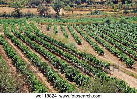 Vineyards. Vallbona de les Monges, Lerida province, Catalonia, Spain. View Large Photo Image Picture - Vineyards. Vallbona de les Monges, Lerida province, Catalonia, Spain.. Fotosearch