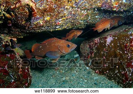 White edged rockfish Sebastes Taczanowscii Japan sea, Far East, Primorsky Krai, Russian Federation View Large Photo Image Stock Photo - White edged rockfish Sebastes Taczanowscii Japan sea, Far East, Primorsky Krai, Russian Federation. Fotosearch