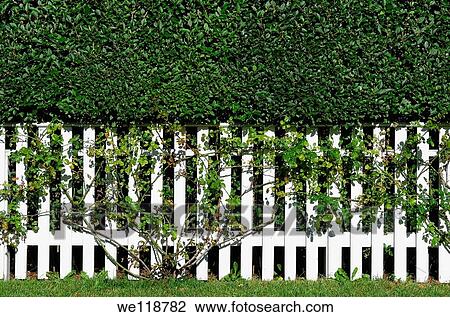 White picket fence, New England, USA View Large Photo Image Stock Image - White picket fence, New England, USA. Fotosearch