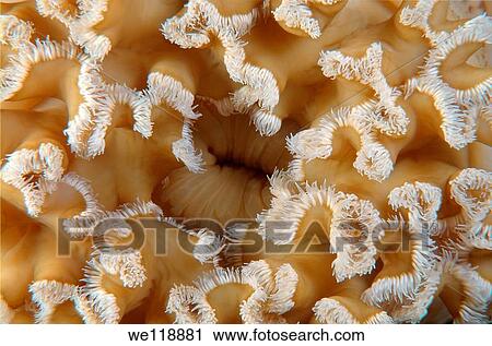White senile anemone, plumose anemone or frilled anemone metridium senile Japan sea, Far East, Primorsky Krai, Russian Federation View Large Photo Image Stock Image - White senile anemone, plumose anemone or frilled anemone metridium senile Japan sea, Far East, Primorsky Krai, Russian Federation. Fotosearch