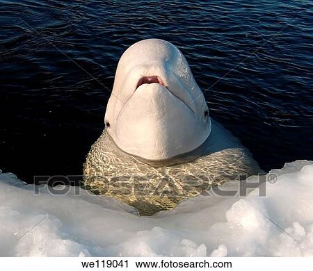 White whale, Beluga Delphinapterus leucas, Arctic, Russia, north Kareliya, White sea View Large Photo Image Stock Image - White whale, Beluga Delphinapterus leucas, Arctic, Russia, north Kareliya, White sea. Fotosearch